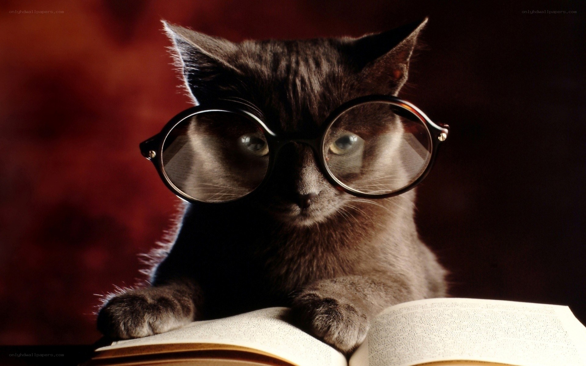 cat reading book with glasses