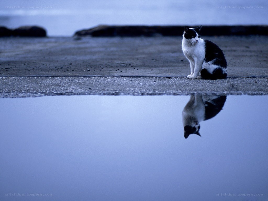 cat reflecting in a puddle