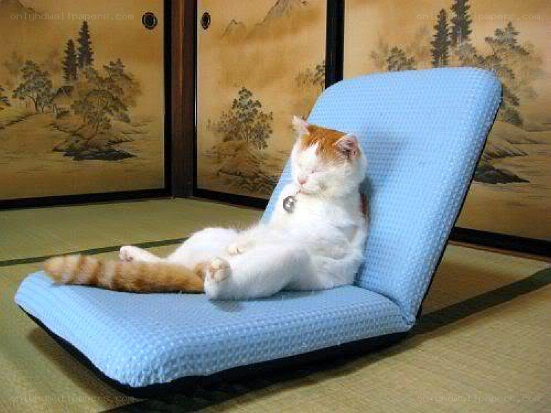 cat relaxing on a chair
