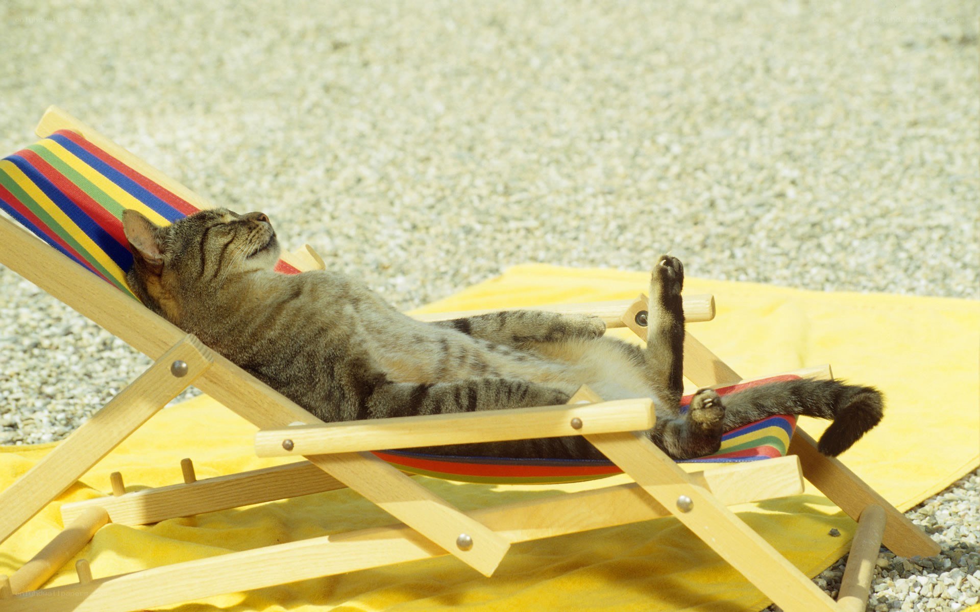 Cat relaxing on a deck chair