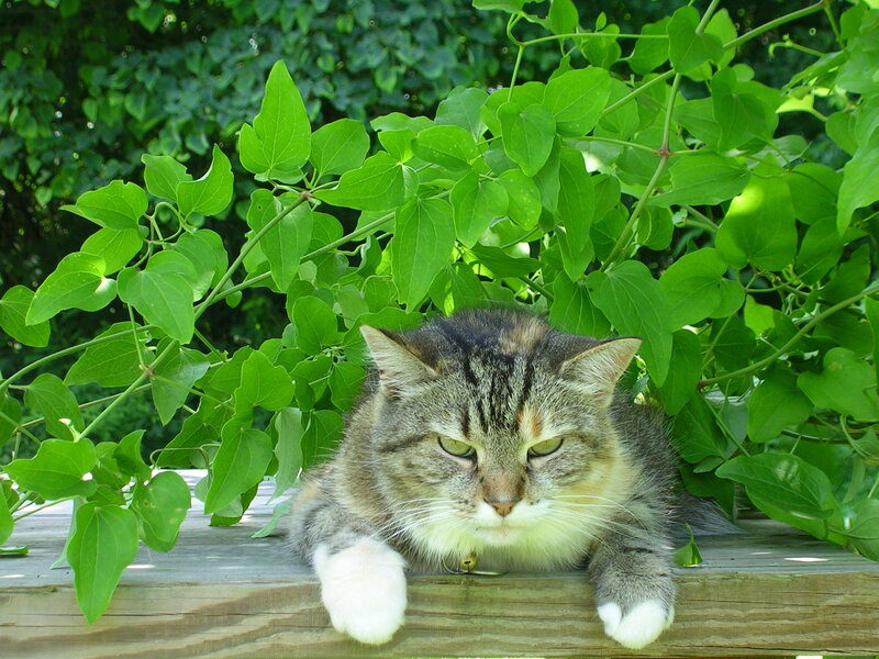 cat resting among green leaves