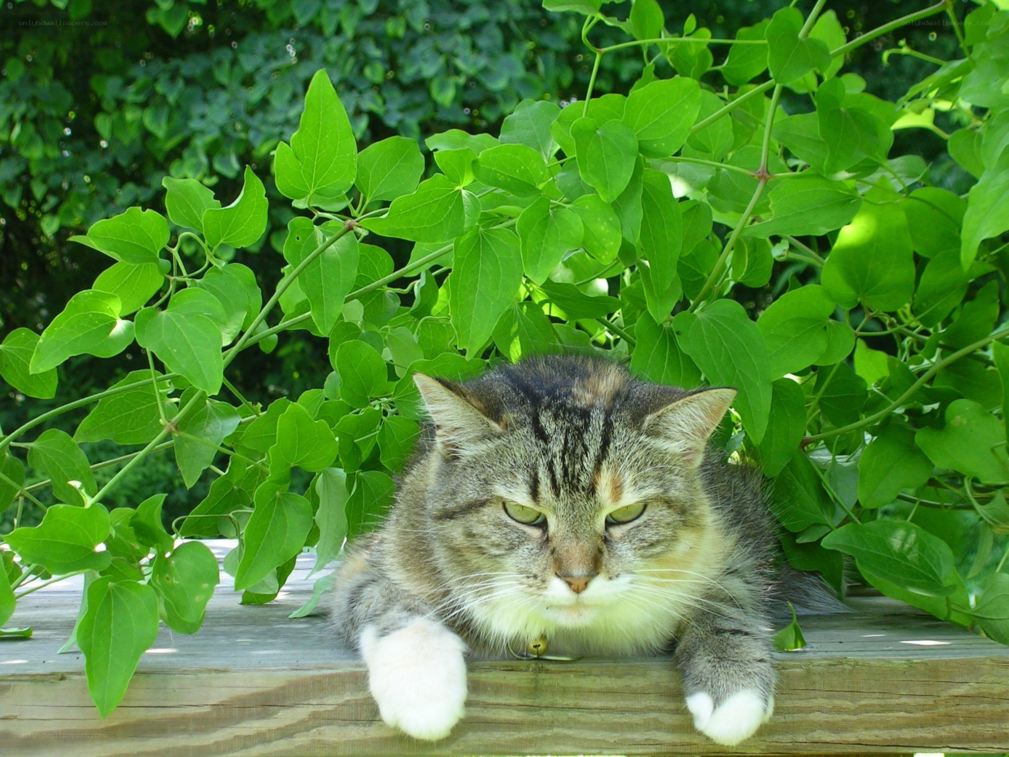 cat resting among green leaves