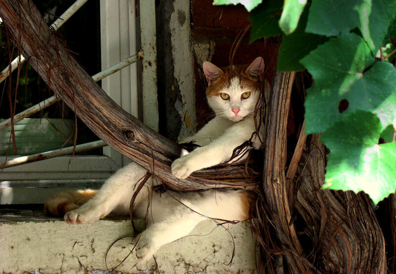 cat resting among vines