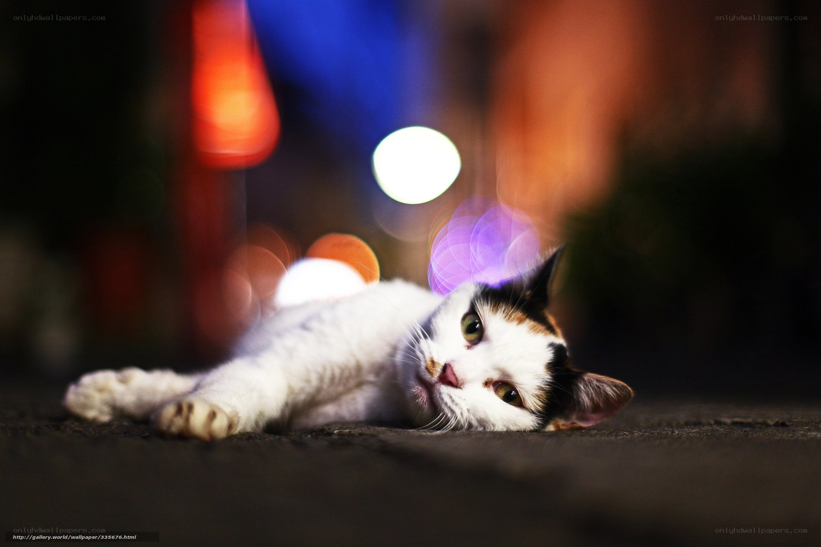 Cat resting at night