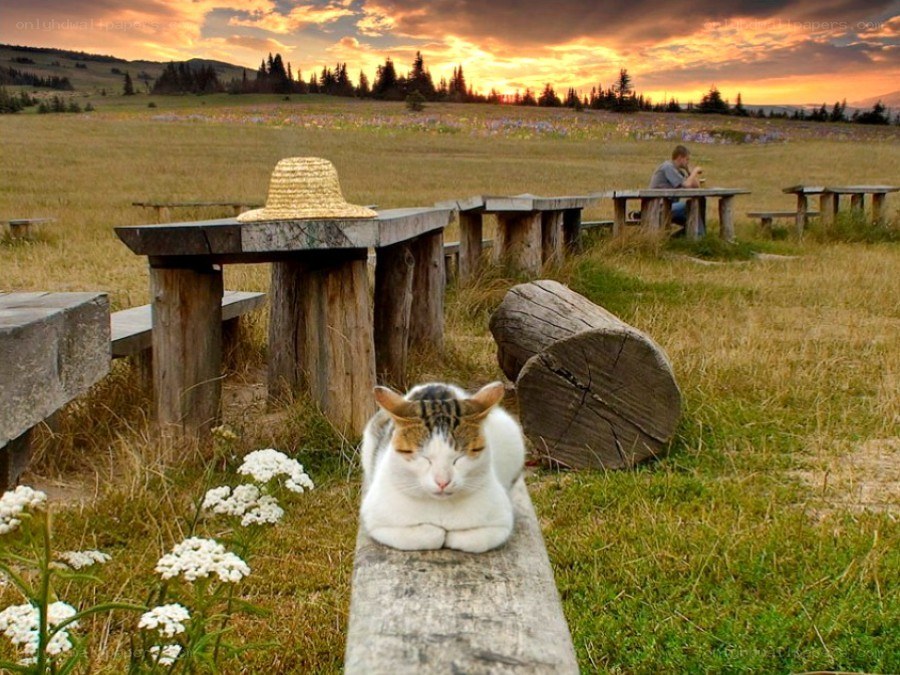 Cat resting at sunset in a field