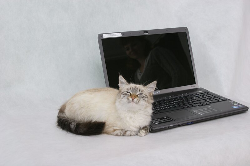 cat resting beside laptop