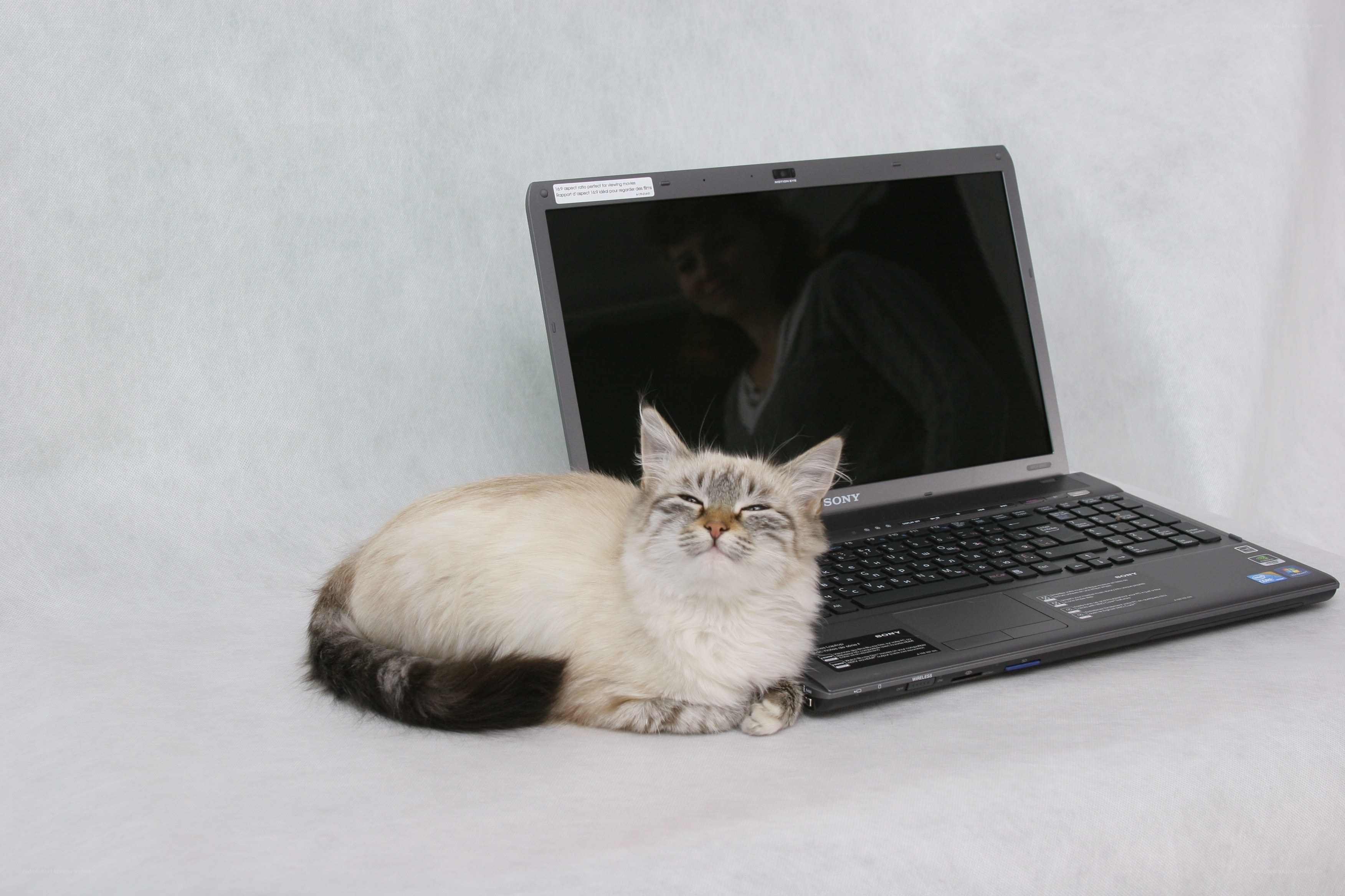 cat resting beside laptop