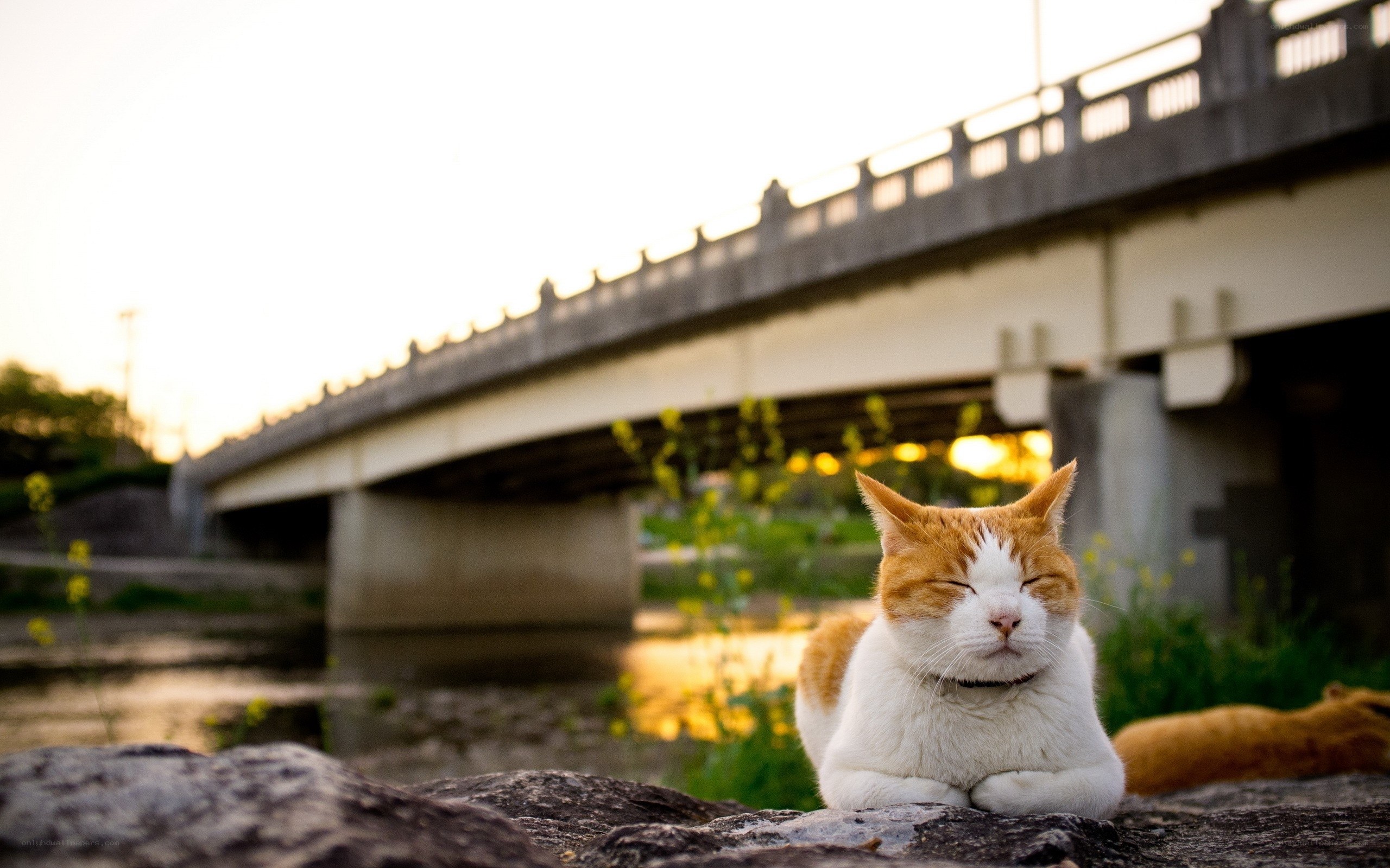 Cat resting by a river at sunset
