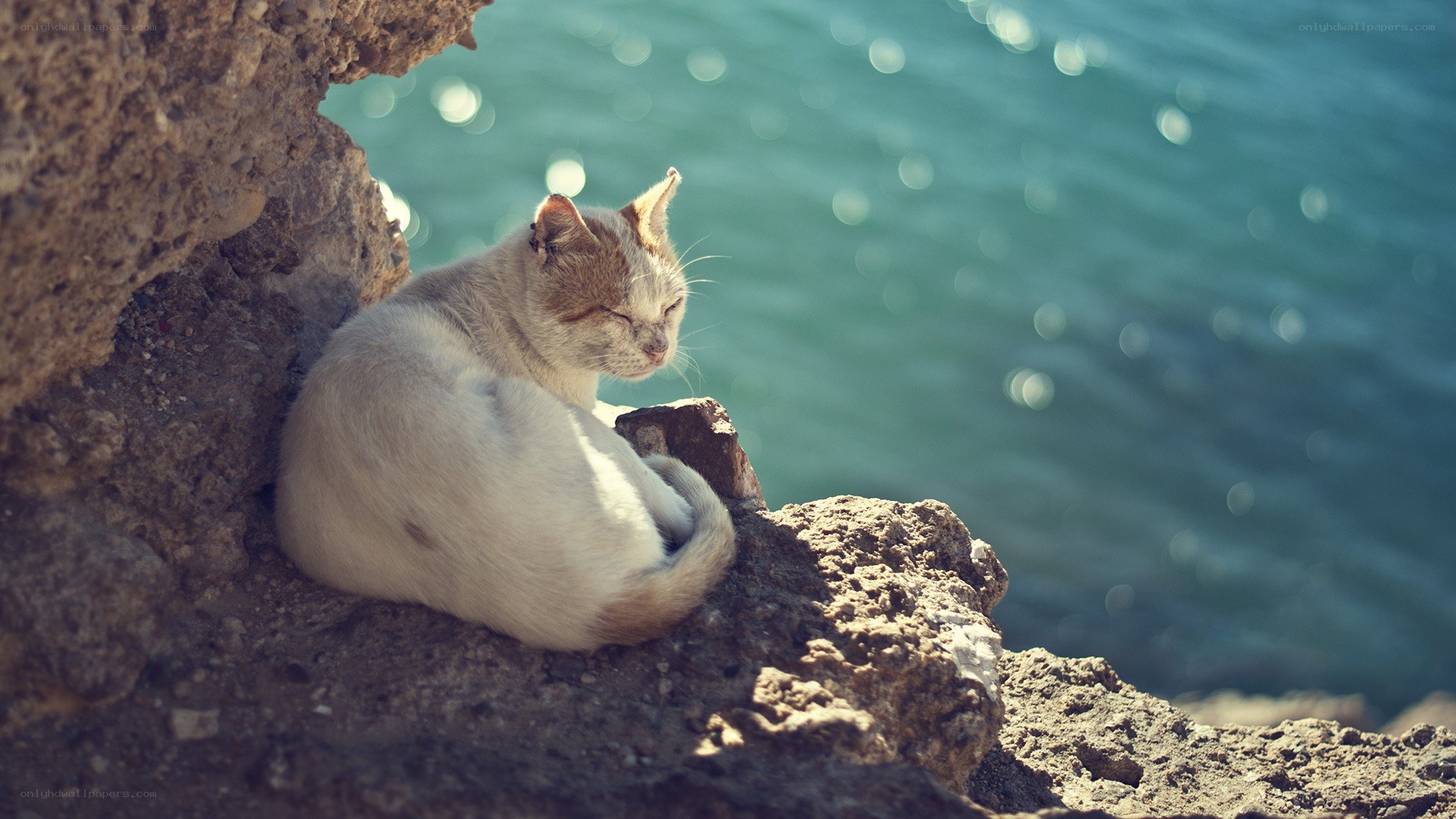 Cat resting by the sea