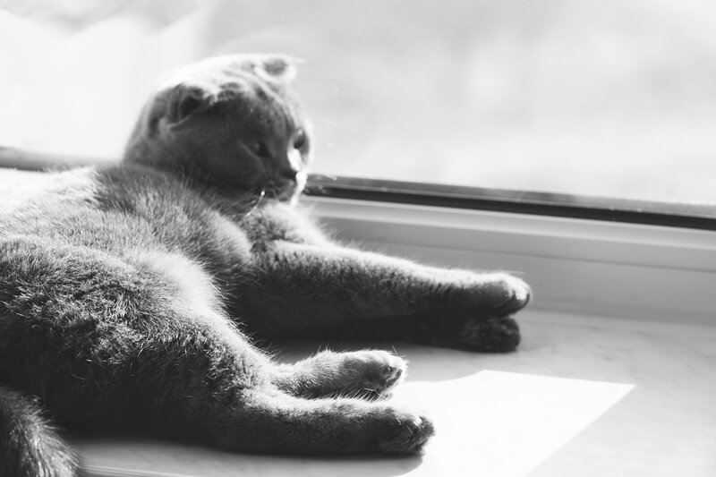 cat resting by the window