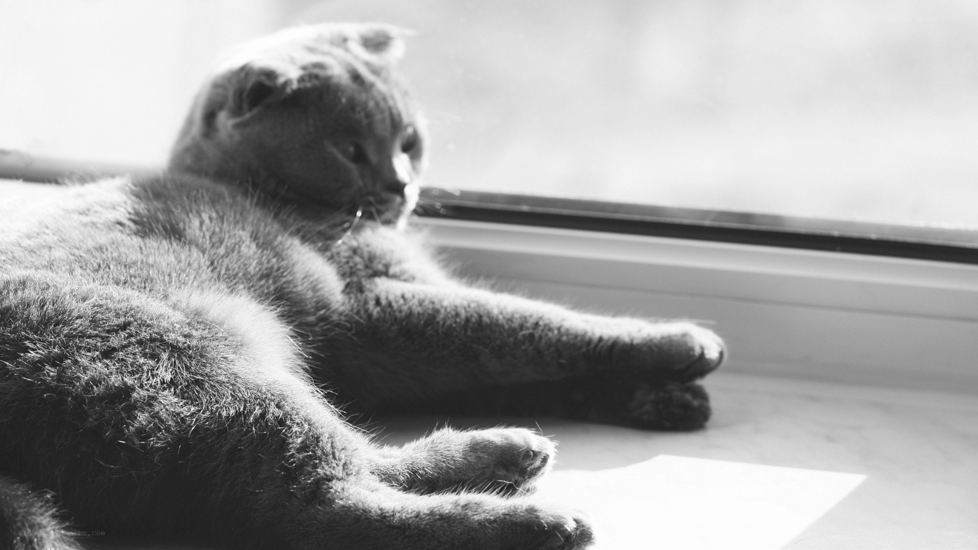 cat resting by the window