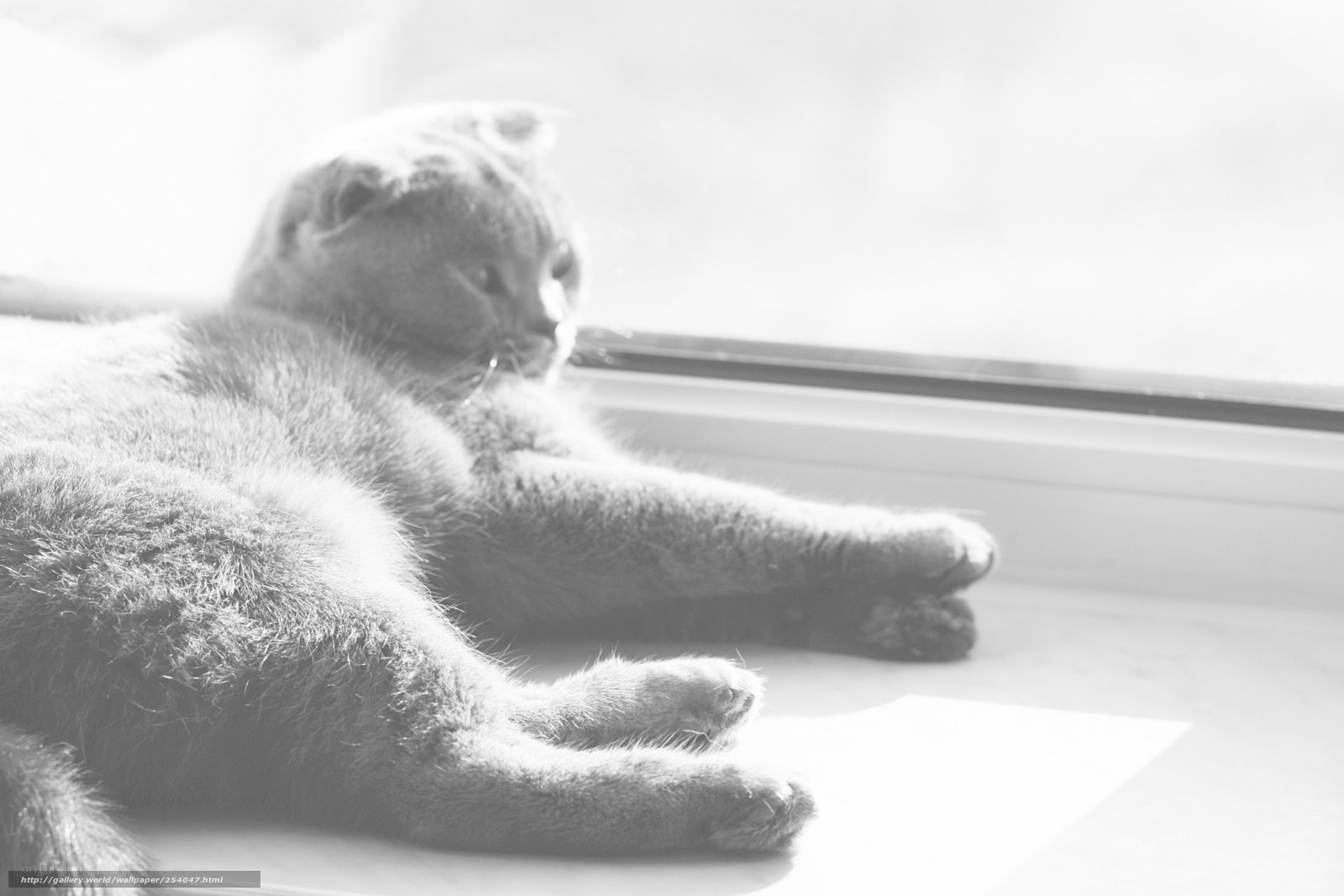 cat resting by the window