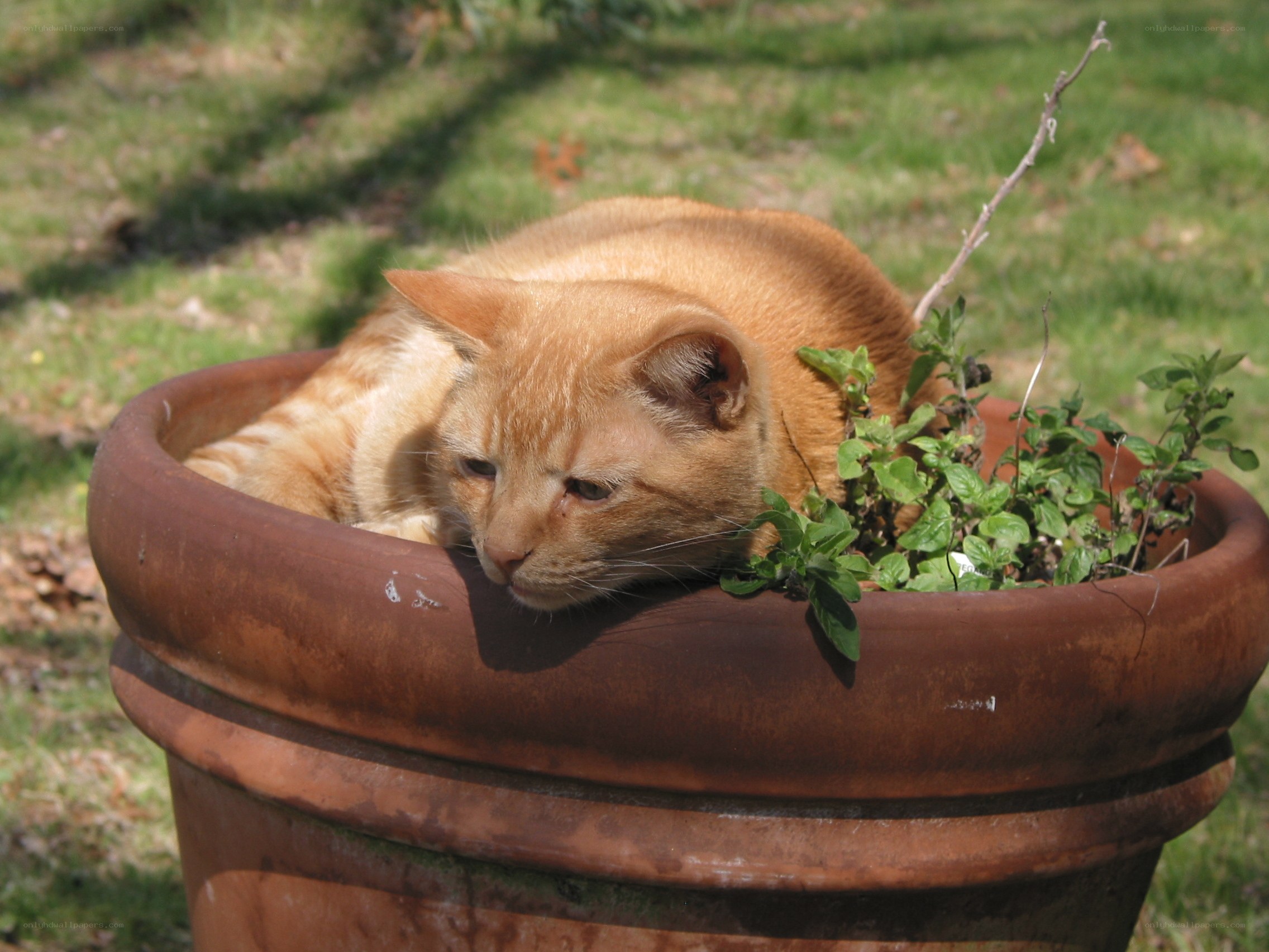 Cat resting in a flower pot