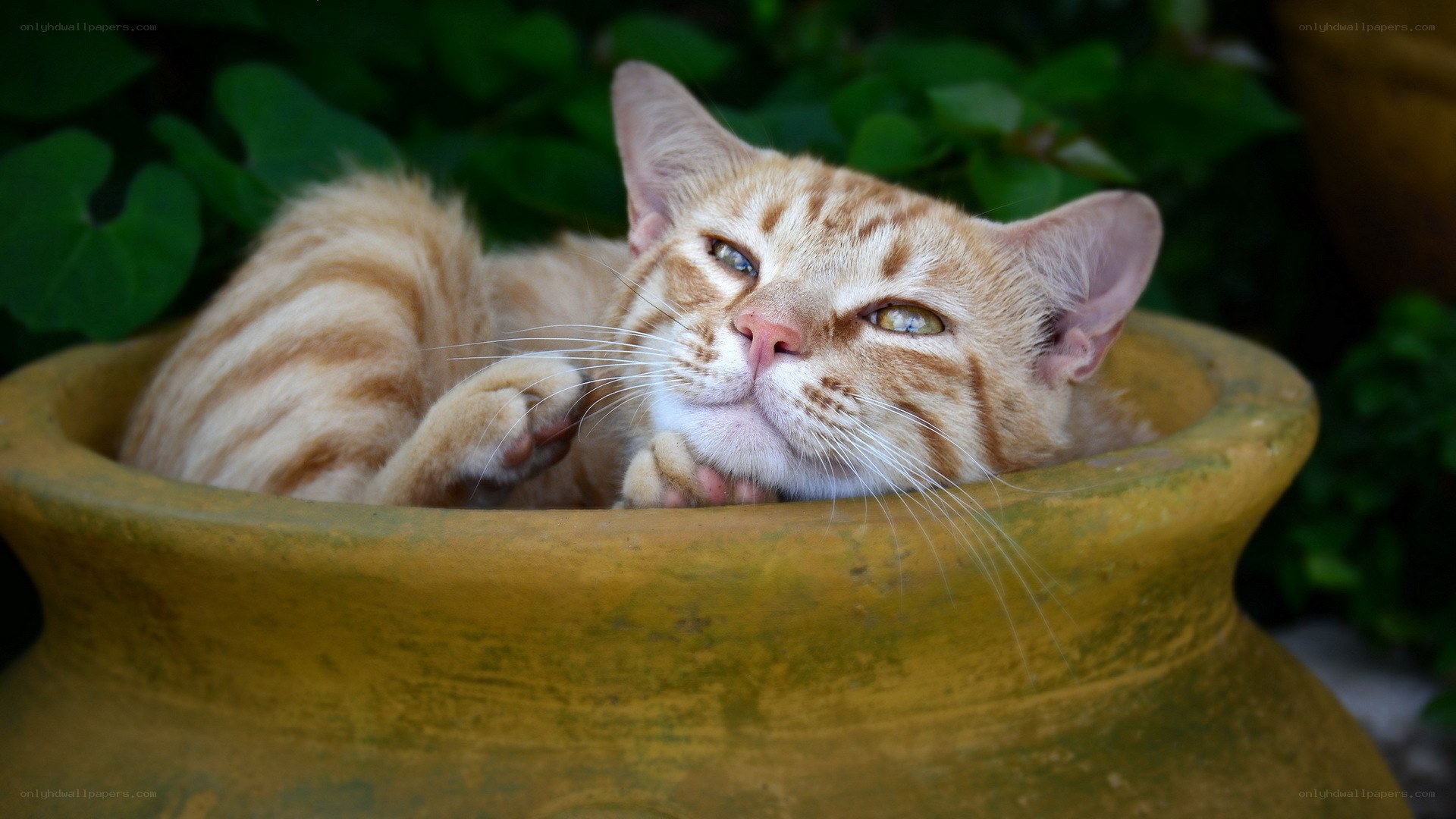 cat resting in a flowerpot