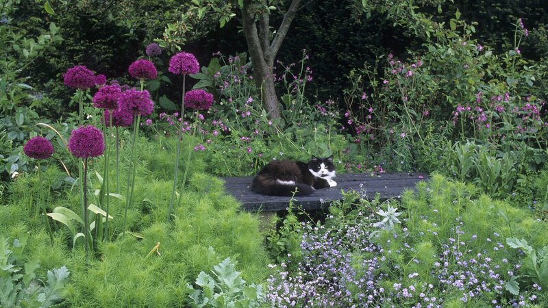 Cat resting in a garden