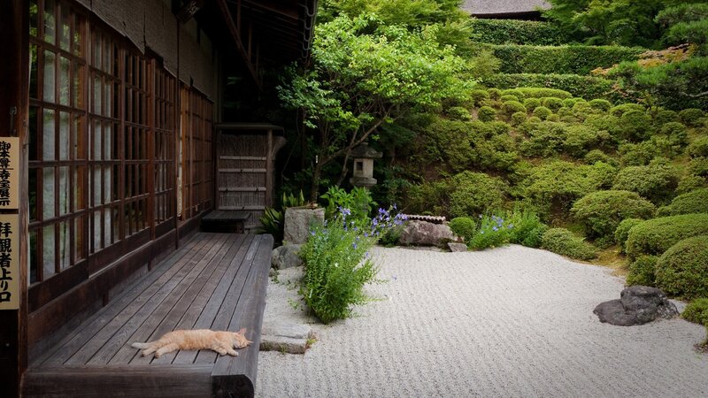 Cat resting in a Japanese garden