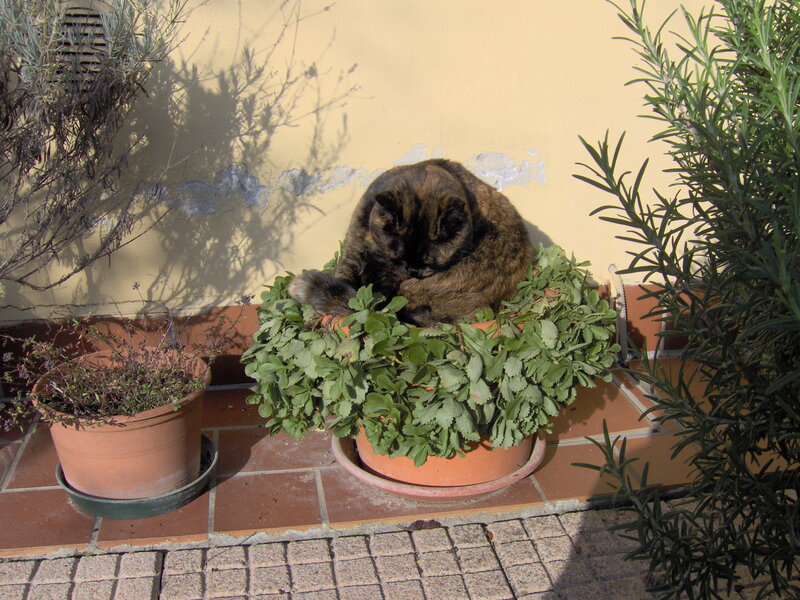 Cat resting in a plant pot