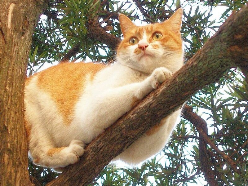cat resting in a tree