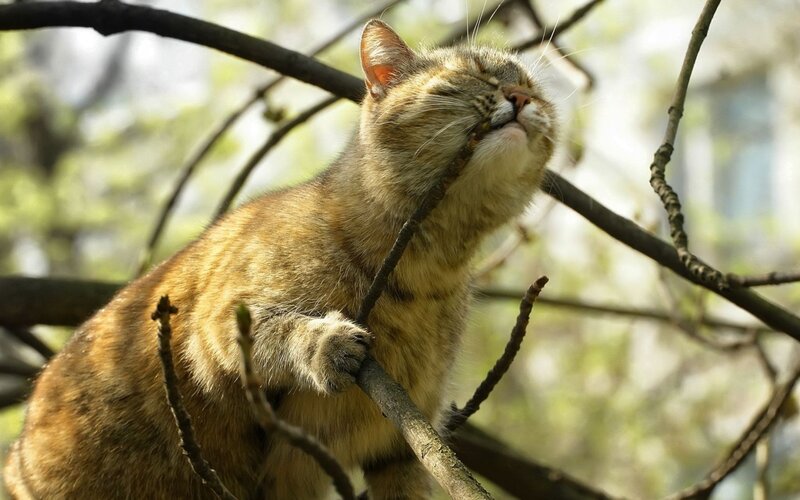 Cat resting in a tree