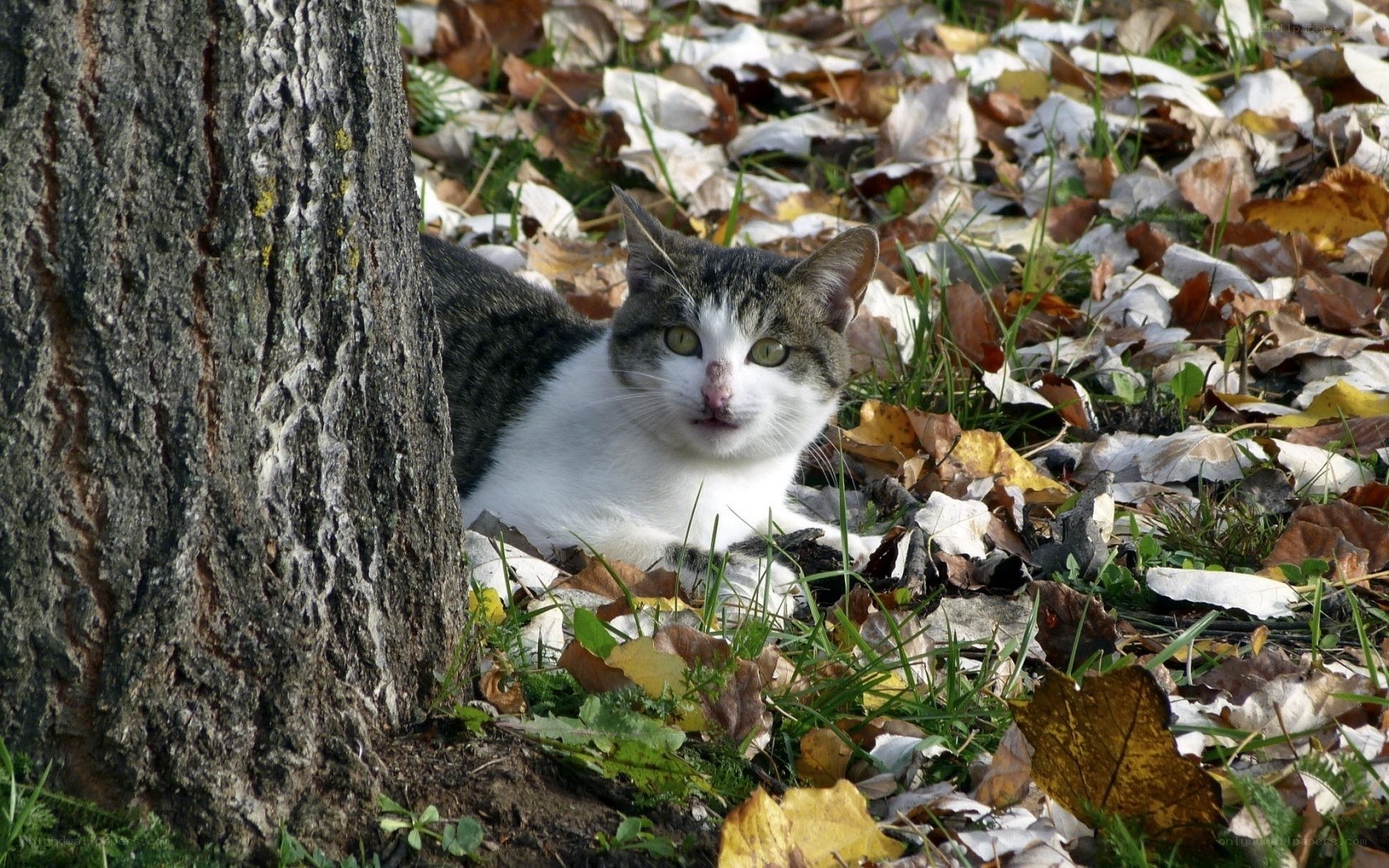 cat resting in autumn leaves