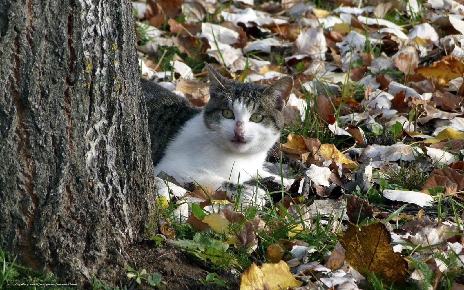 Cat resting in autumn leaves