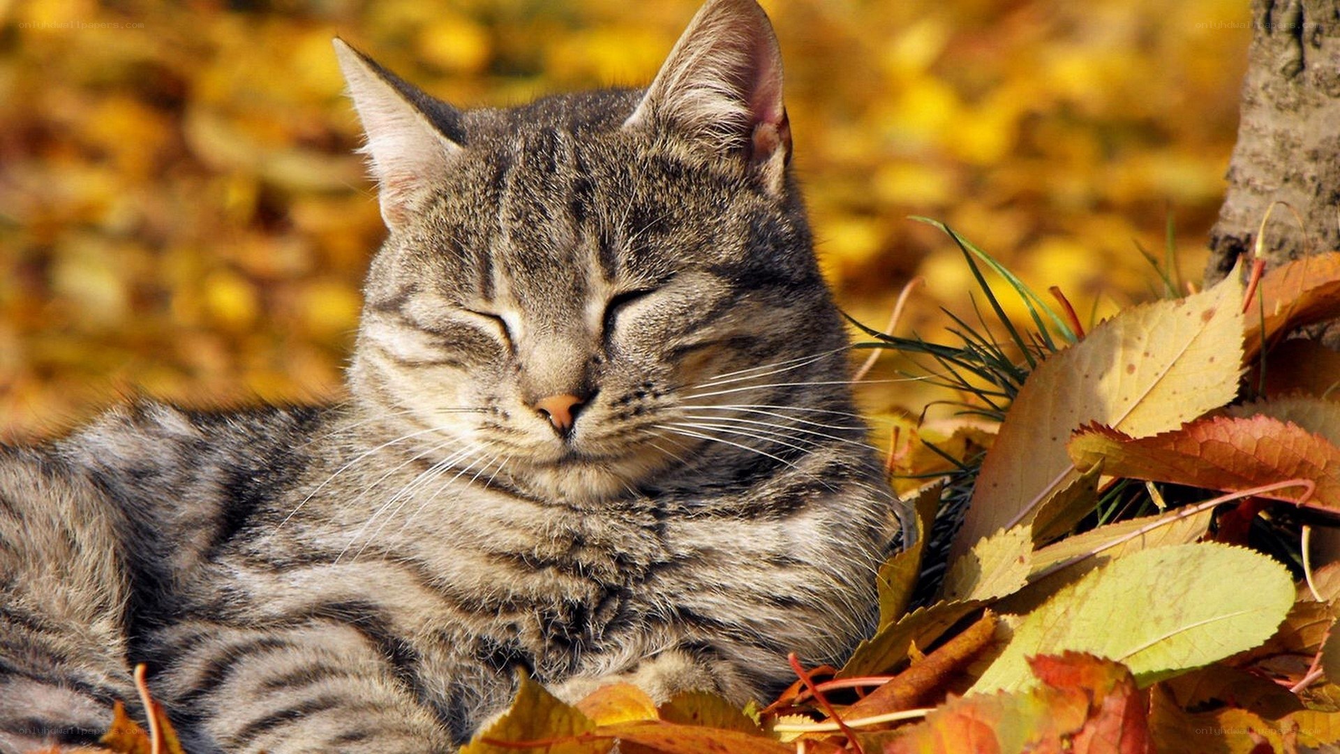 Cat resting in autumn leaves