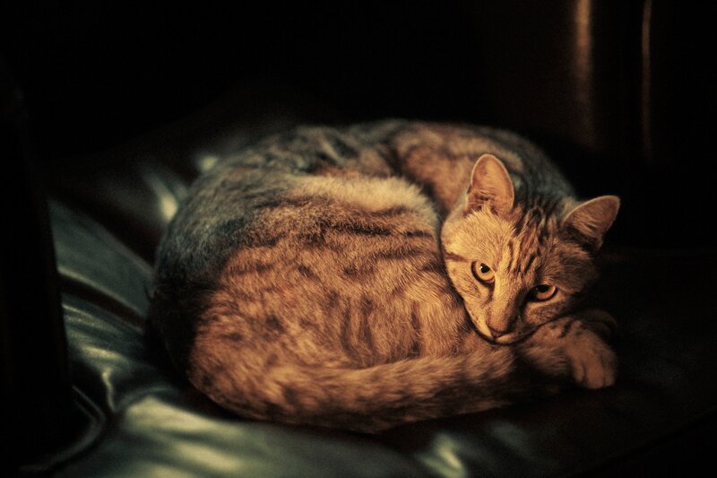 Cat resting in dim light