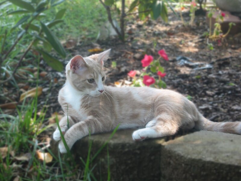 cat resting in garden