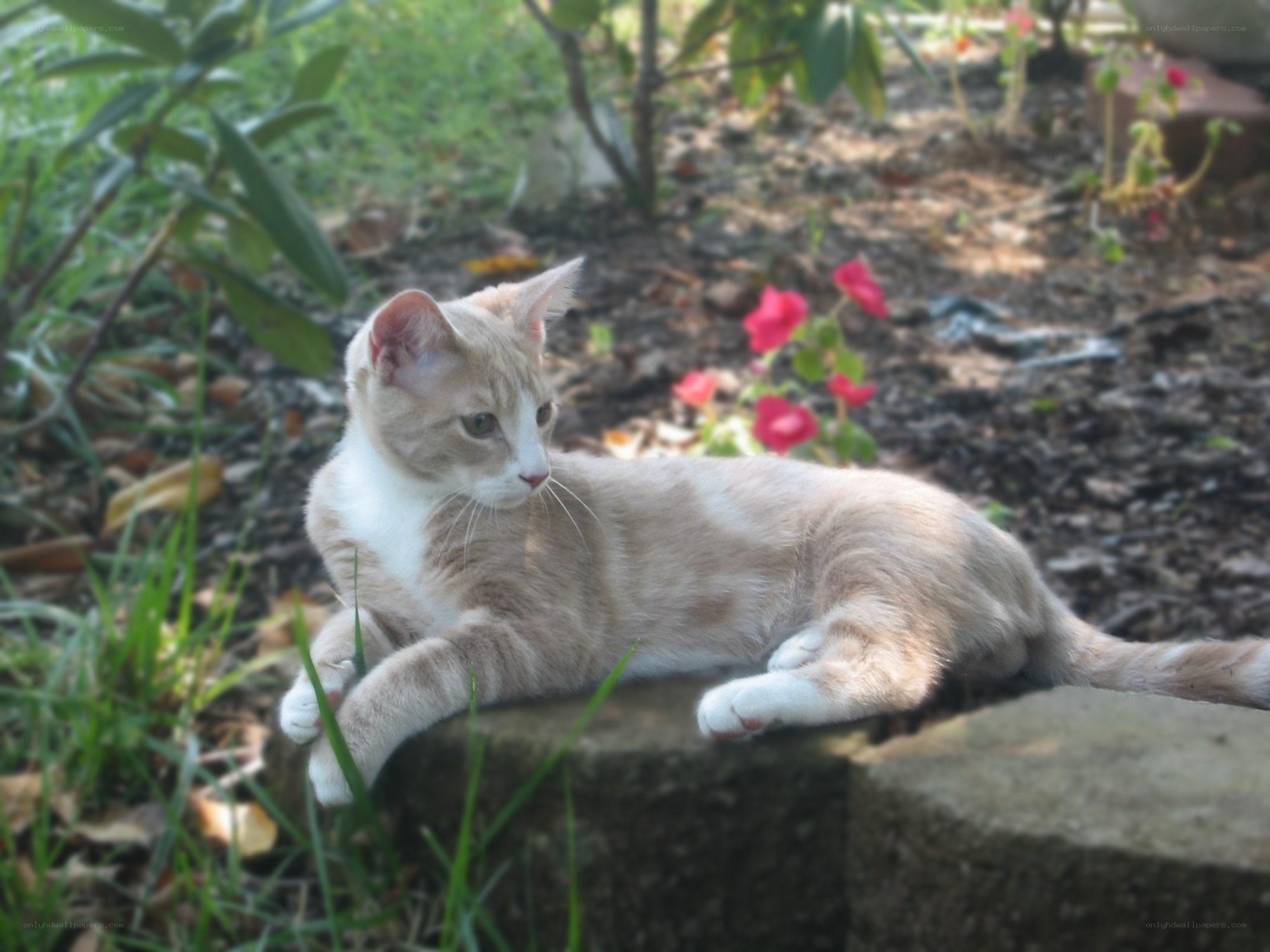 cat resting in garden