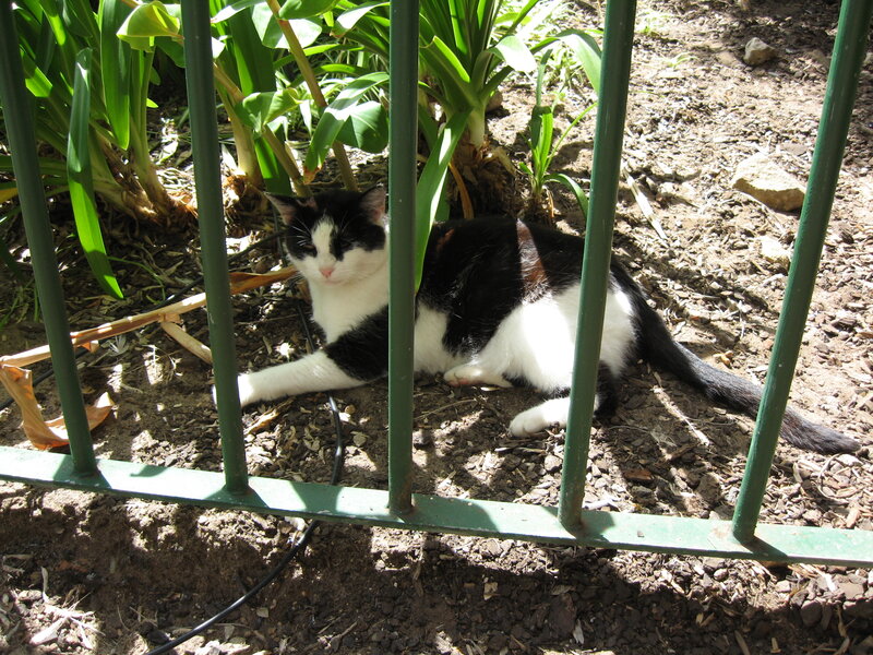 cat resting in garden