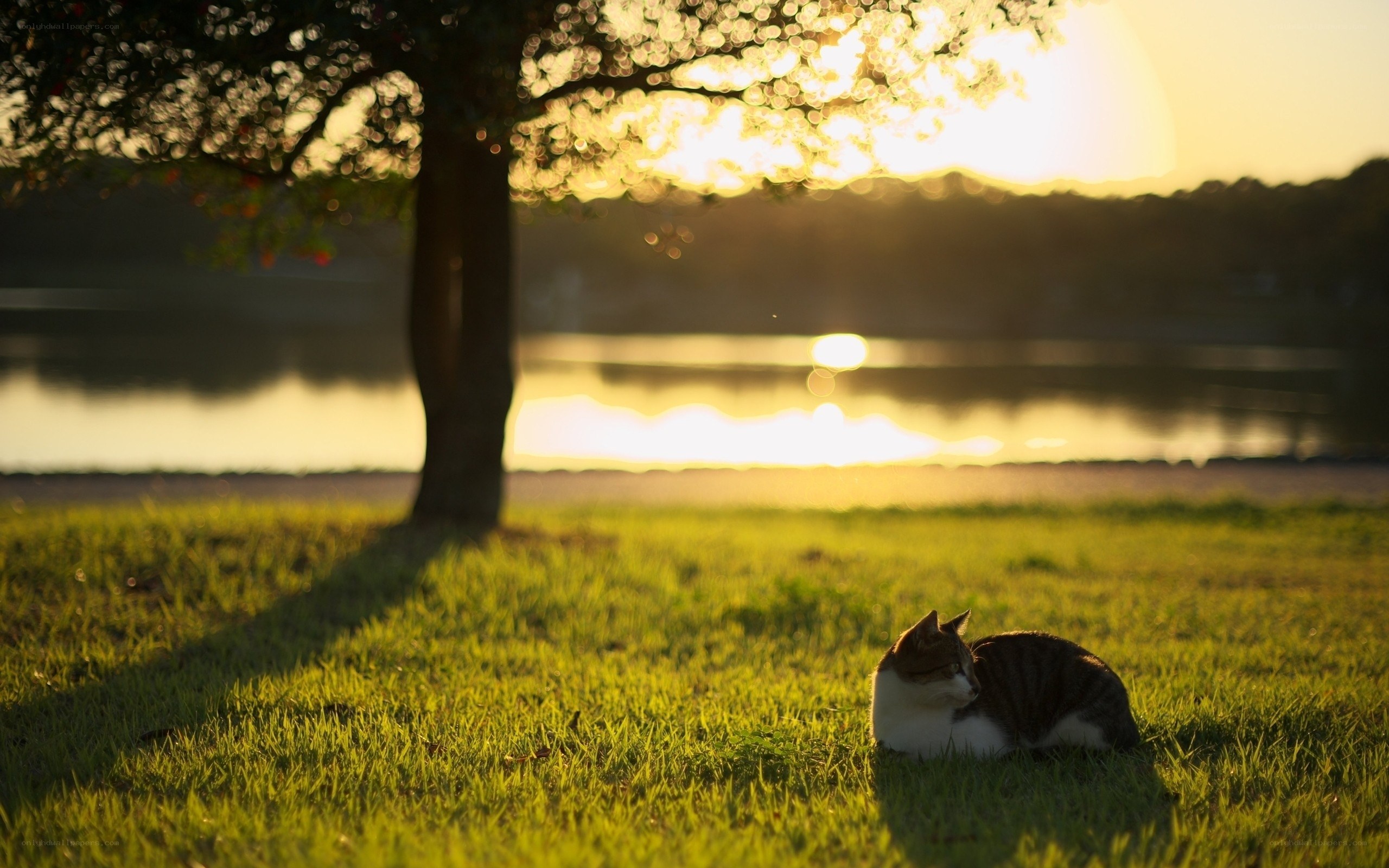 Cat resting in golden light