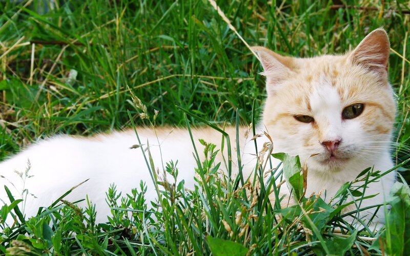 cat resting in grass