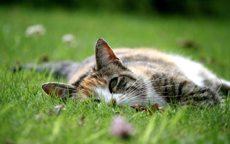 cat resting in grass