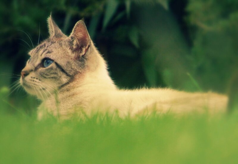 cat resting in grass