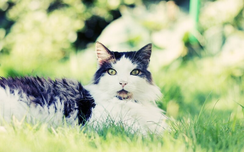 cat resting in grass