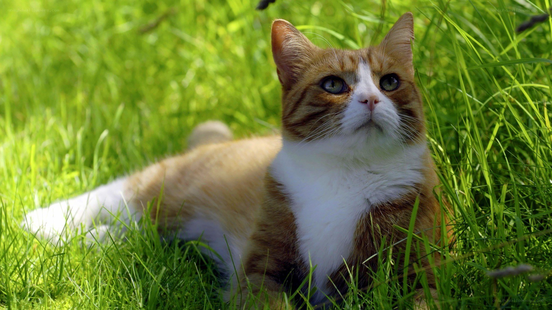 cat resting in green grass