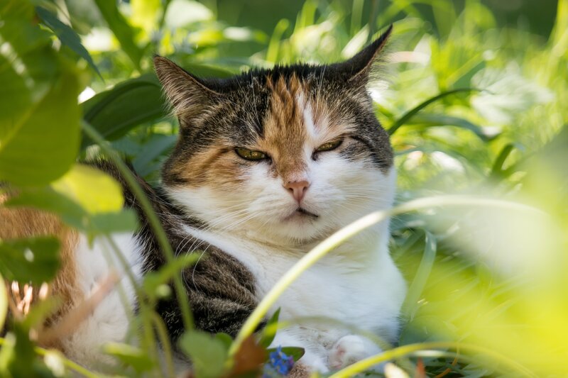 cat resting in greenery