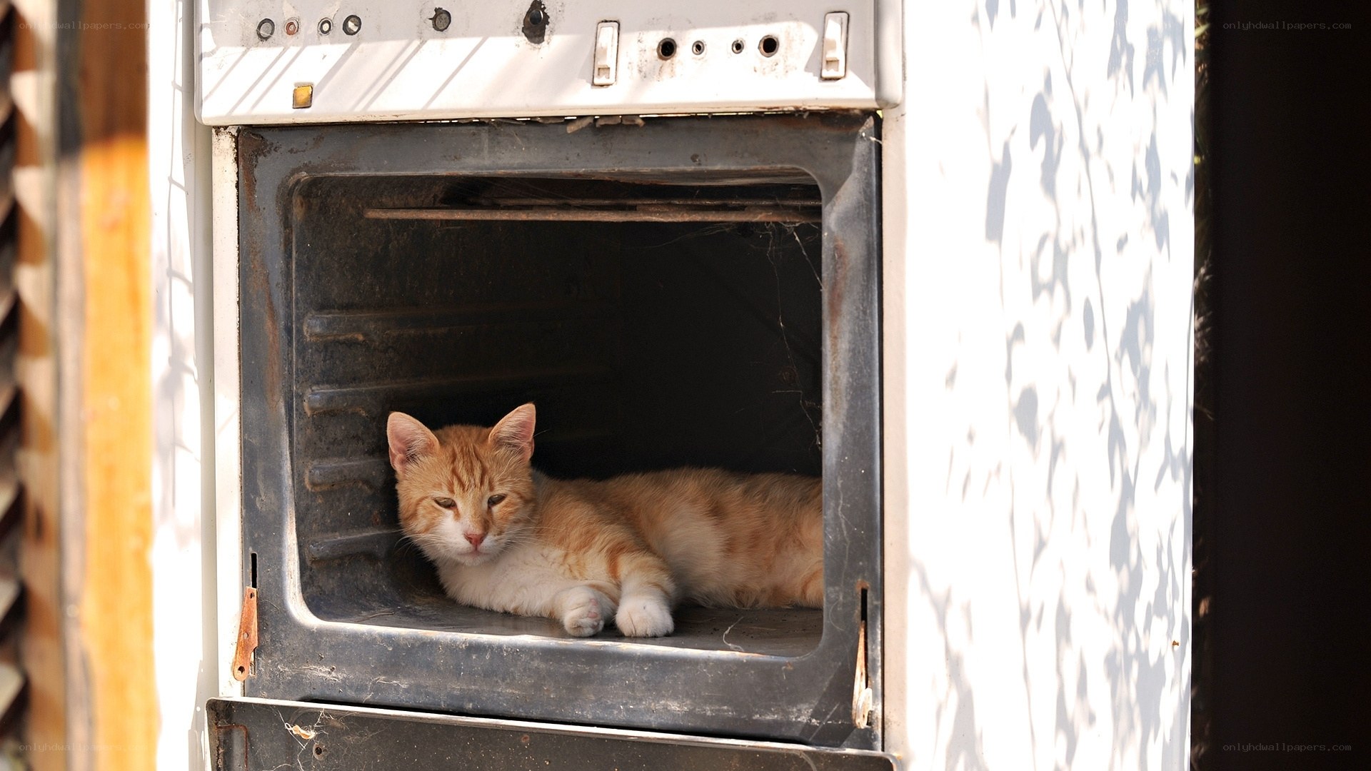 Cat resting in oven