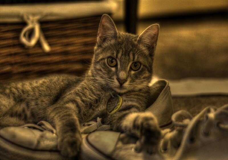 cat resting in shoes
