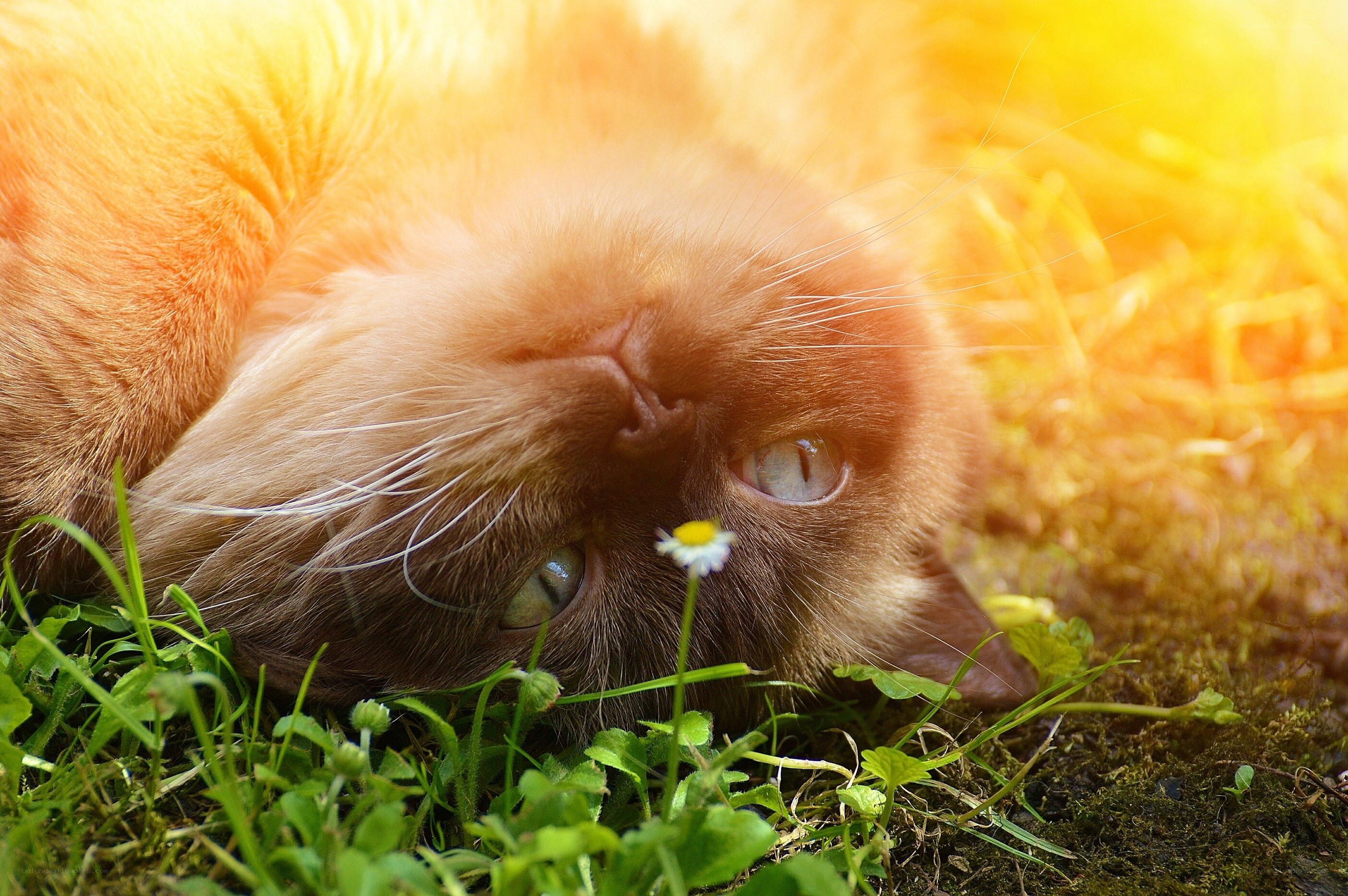 cat resting in sunlit grass