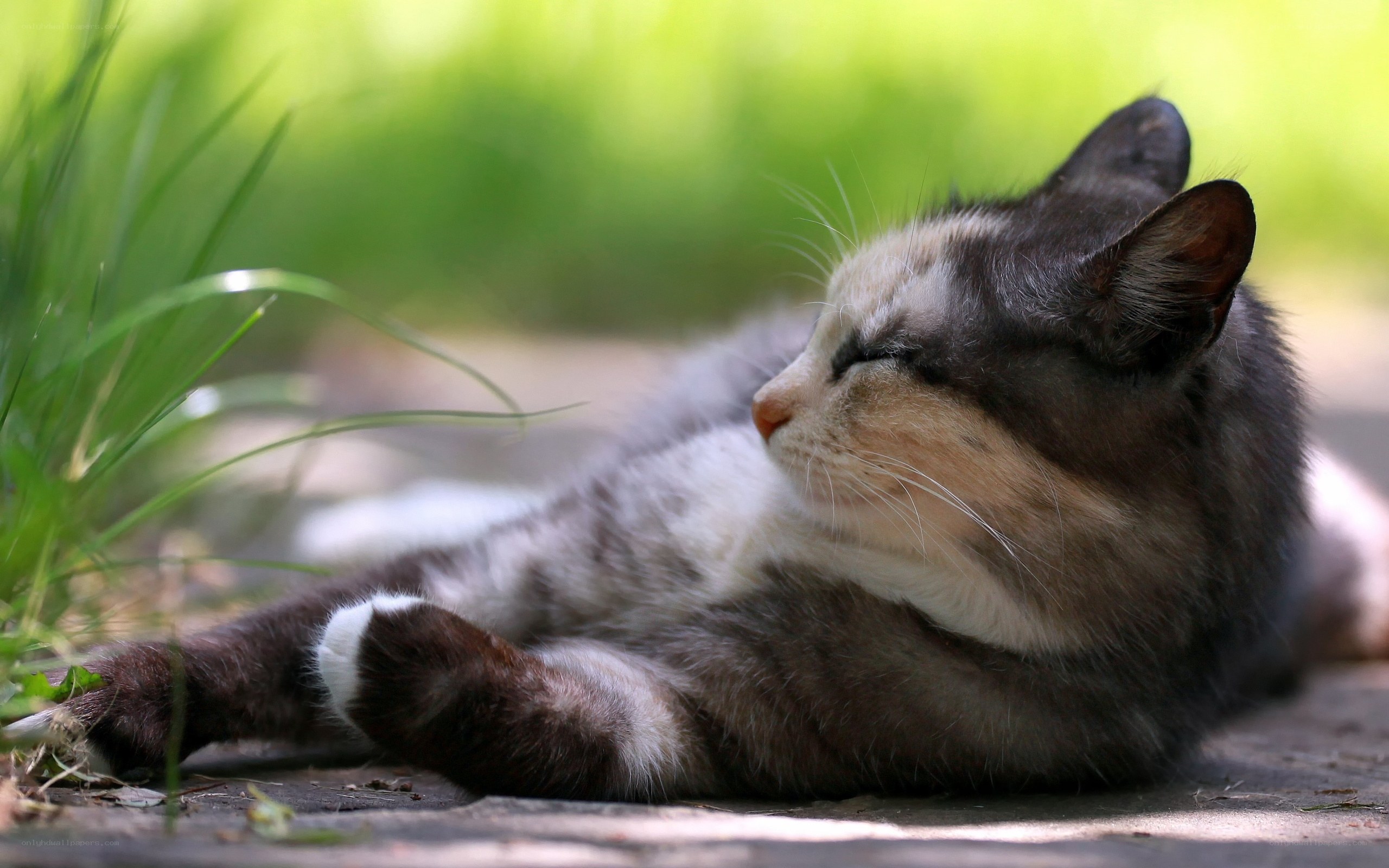 cat resting in the sun