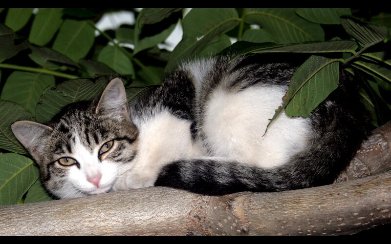 cat resting in tree