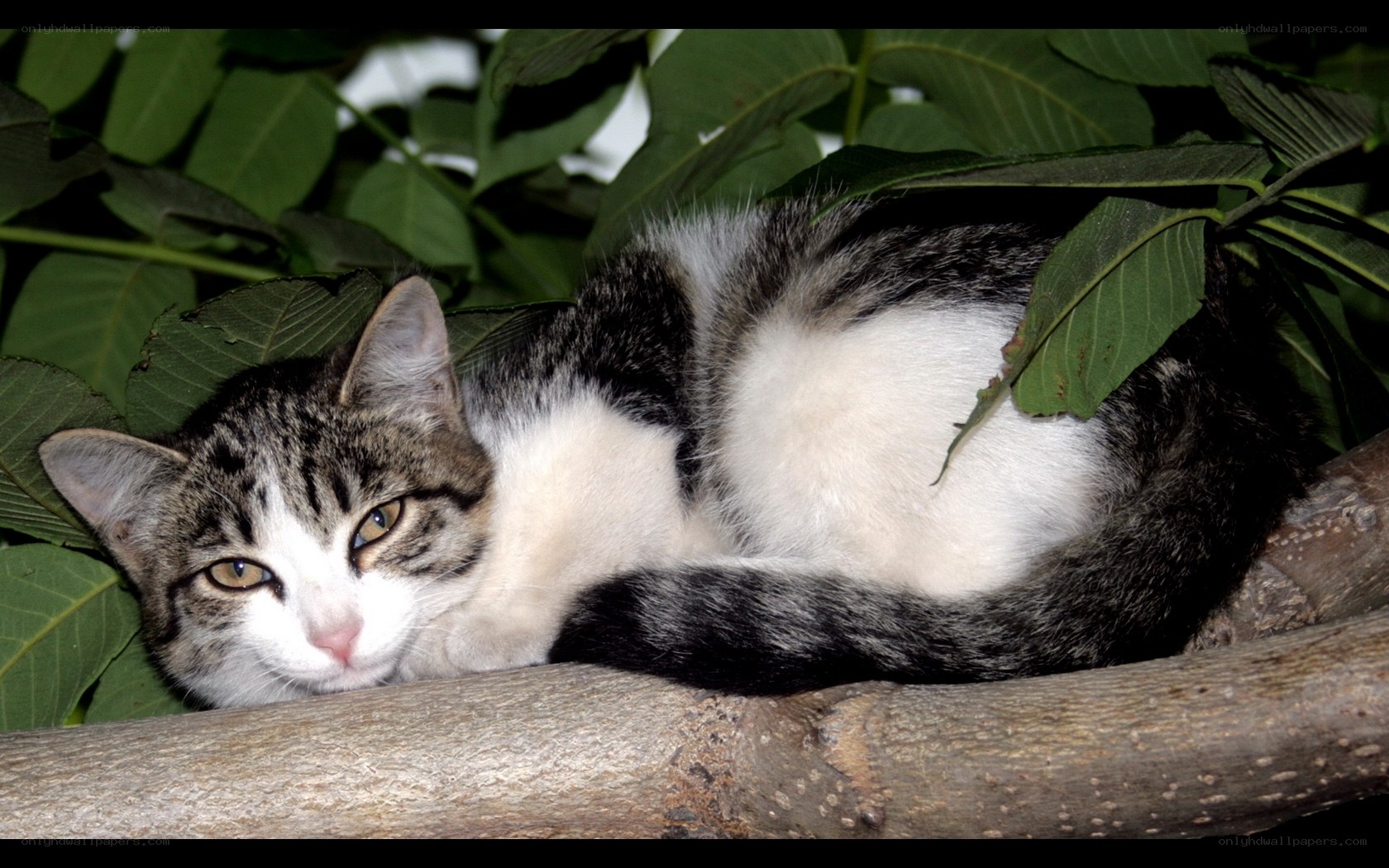 cat resting in tree