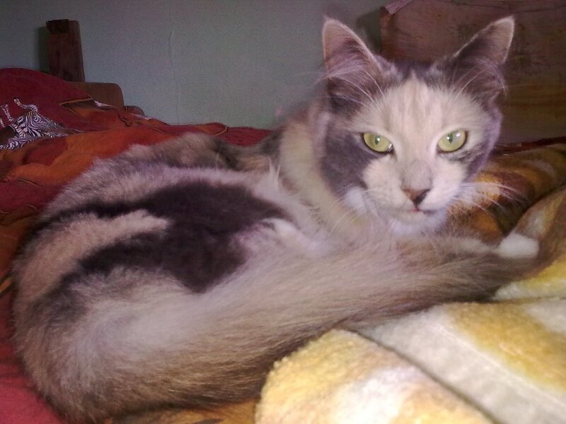 cat resting on a bed