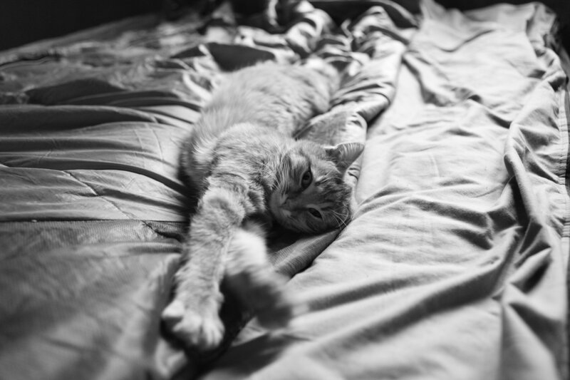 cat resting on a bed