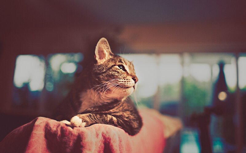 cat resting on a blanket
