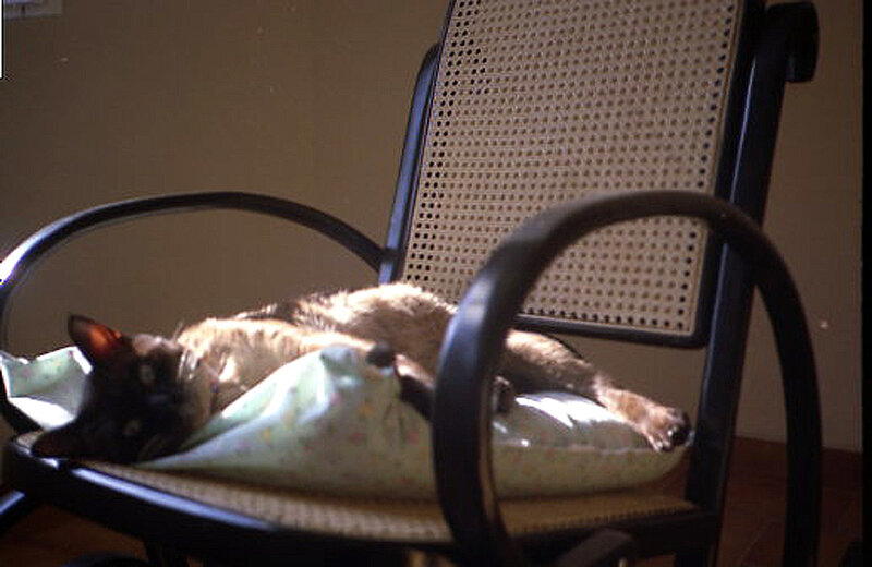 Cat resting on a chair