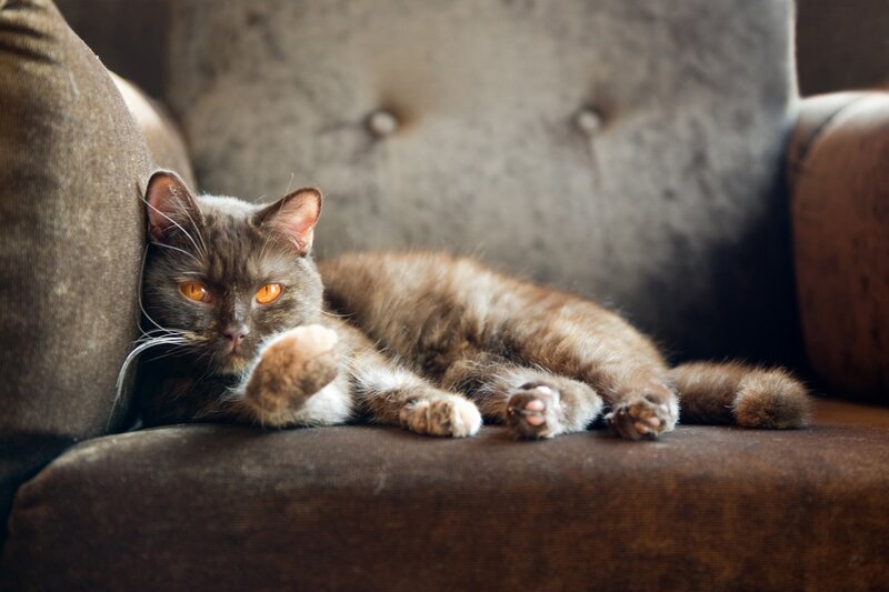 cat resting on a couch