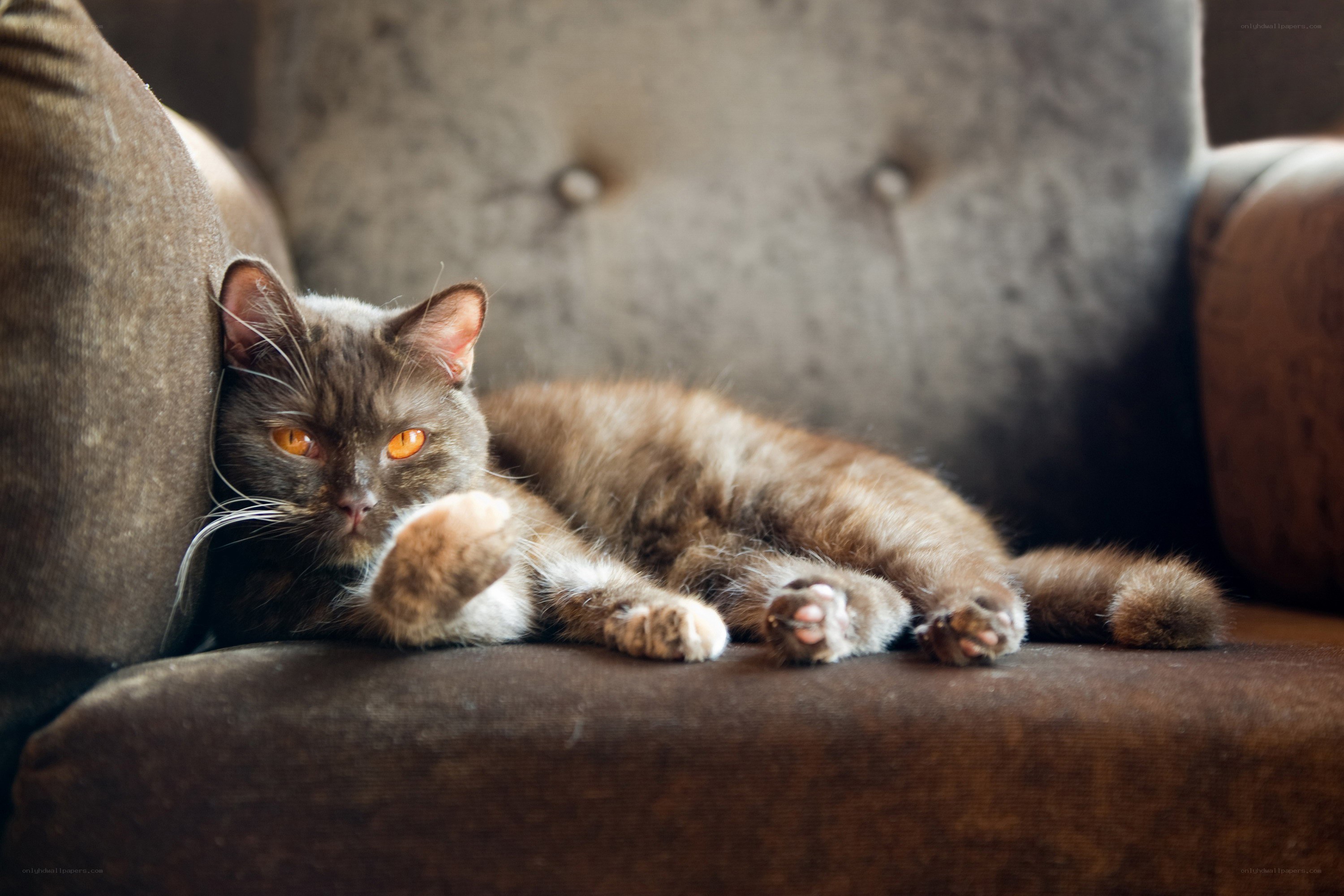 cat resting on a couch