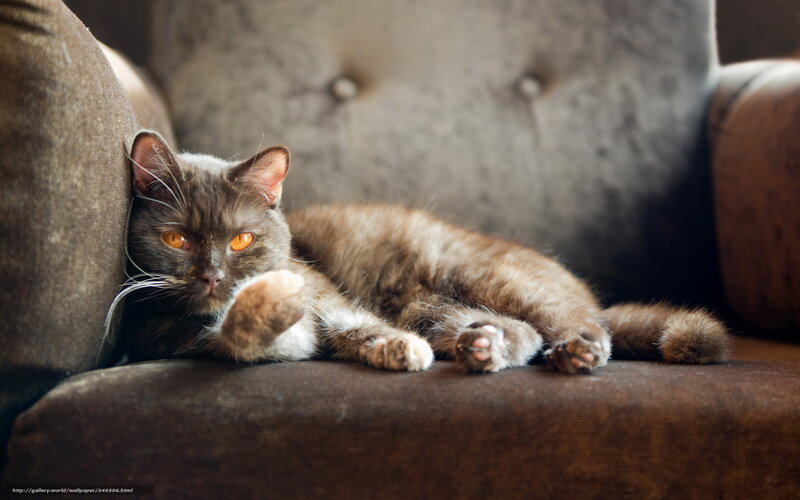 cat resting on a couch